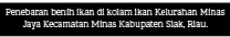 Penebaran benih ikan di kolam ikan Kelurahan Minas Jaya Kecamatan Minas Kabupaten Siak, Riau.